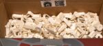 Diblu Rigips din Plastic 10G – 100buc/cutie